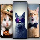 Cute cat wallpapers icon