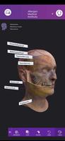 AMI Facial Anatomy and Cadaver poster
