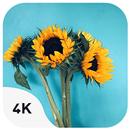 Nature Wallpapers-APK