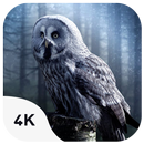 Birds Wallpapers-APK