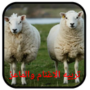 تربيه الاغنام والماعز وتسمين APK