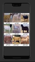تربيه الاغنام والماعز وتسمين تصوير الشاشة 1