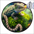 Suara Tokek Mp3