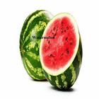 Watermelon icon