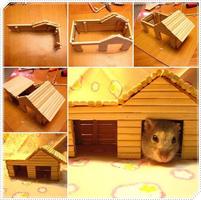 Creative Hamster Popsicle Craft screenshot 1
