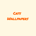 cats wallpapers