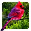 3D Vögel parallax