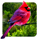 3D pájaros paralaje APK