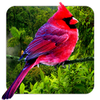 3D pájaros paralaje icono