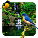 3D birds parallax PRO APK