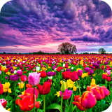 Flower Fields Live Wallpaper أيقونة
