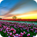 زهرة الحقول PRO خلفية حية APK