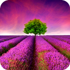 Lavander Field Live Wallpaper Zeichen