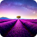 Lavander Field PRO APK