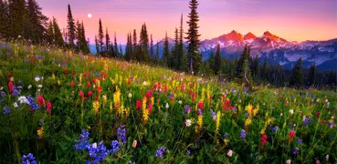 Mountain Flowers