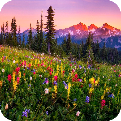 Mountain Flowers