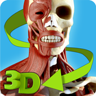 Easy Anatomy 3D - learn anatom أيقونة