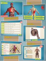 簡単な解剖学 3D ポスター