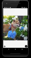 Shiba Swipe plakat