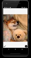 Shiba Swipe screenshot 1