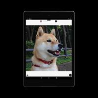 Shiba Swipe capture d'écran 3