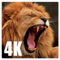 Lion Wallpapers 4K