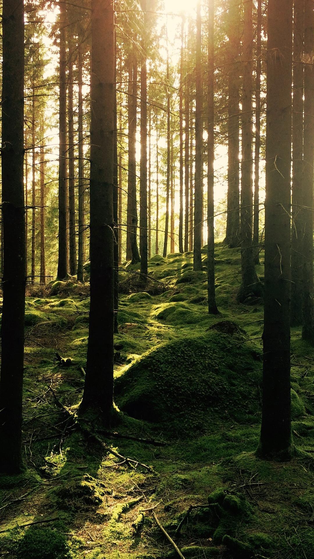 Forest Wallpaper 4k For Android Apk Download