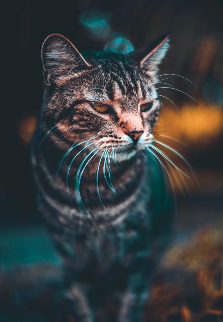 35 Gambar Wallpaper Hd Android Cat terbaru 2020