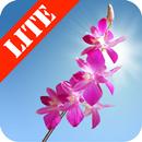Orchids Lite Live Wallpaper-APK
