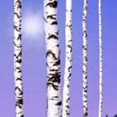 Birch Wood Live Wallpaper APK