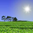 Cornfield Live Wallpaper icono