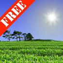 Cornfield Free-APK