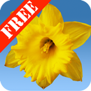 Daffodils Free Live Wallpaper-APK
