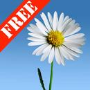 Lovely Daisies Free LWP-APK