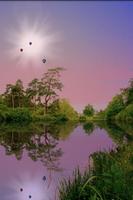 Forest Pond Free 海报