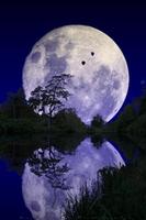 Forest Pond Free 截图 2