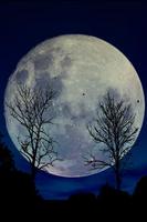 Twin Trees - Live Wallpaper স্ক্রিনশট 1