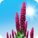 Wild Lupins Live Wallpaper APK