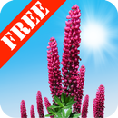 Wild Lupins Free-APK