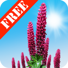 Wild Lupins Free biểu tượng