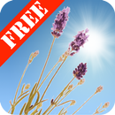 Lavender Field Free-APK