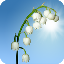 Lily of the Valley Wallpaper APK