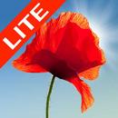 Poppy Field Lite-APK