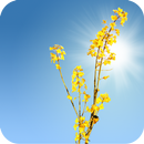 Yellow Field Live Wallpaper APK