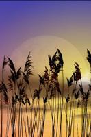 Reeds Free Live Wallpaper ポスター