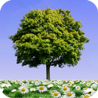 Summer Trees Live Wallpaper أيقونة