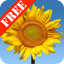 APK Sunflowers Free Live Wallaper
