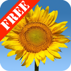 Sunflowers Free icône
