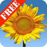 Sunflowers Free Live Wallaper