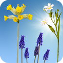 Spring Meadow Live Wallpaper APK
